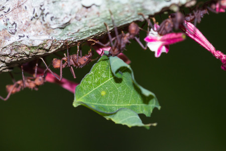 macho of working leaf cutter ants bringing fresh cut vegetation back to their nestの写真素材
