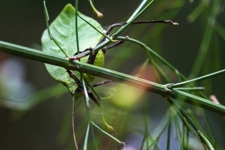 details on a leaf bug with very intricate pattern and realistic leaf green color found in the rainforest of Costa Ricaの写真素材
