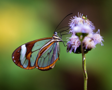 close up of a tropical butterfly with clear wings feeding on flower nectar in the cloud forest of Costa Ricaの写真素材