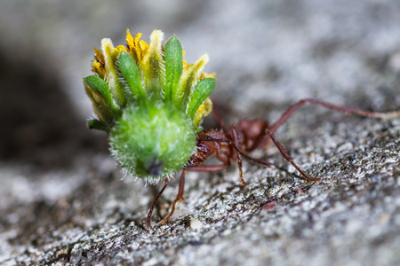 macro of a red leafcutter ant carrying a heavy yellow flower budの写真素材