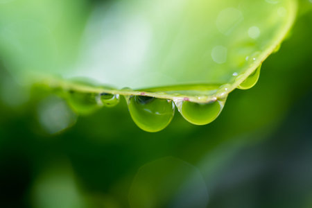 close up of fresh rain drops on green tropical vegetation in Costa Rica