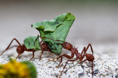 macro of  red leafcutter ants carrying green leavesの写真素材