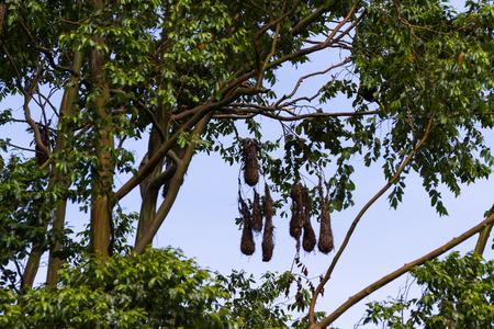 group of oropendola nests hanging form a very tall tree in Costa Ricaの写真素材