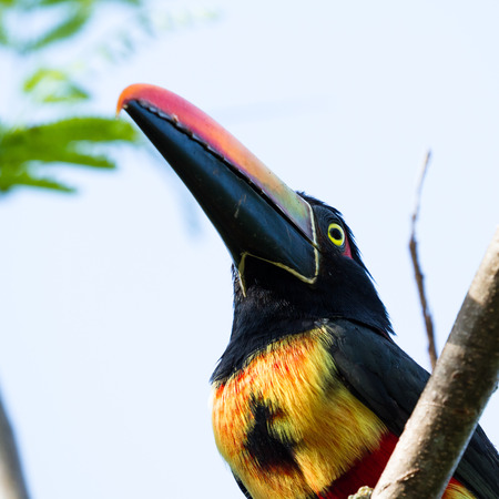 Fiery billed aracari perched on a small branch in the Costa Rican southern Pacificの写真素材