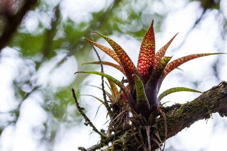 close up of a beautiful parasitic plant in the rainforest of Costa Ricaの写真素材
