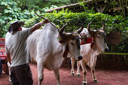Alajuela, Costa Rica - May 02: Trainer maneuvering large ox into reversing a cart. May 02 2016 Alajuela, Costa Rica.のeditorial素材