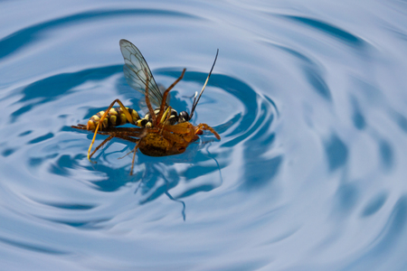 action shots of a spider wasp killing a spider by drowning it in a swimming pool in Costa Ricaの写真素材