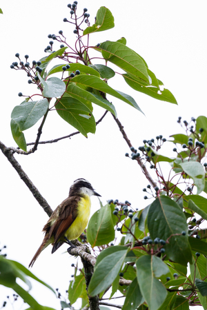 great kiskadee perched on a small branch in the rain forest of San Carlos, Costa Ricaの写真素材