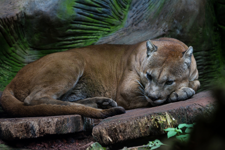close up of a mountain lion in a wildlife refuge in Costa Ricaの写真素材
