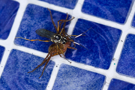 action shots of a spider wasp killing a spider by drowning it in a swimming pool in Costa Ricaの写真素材