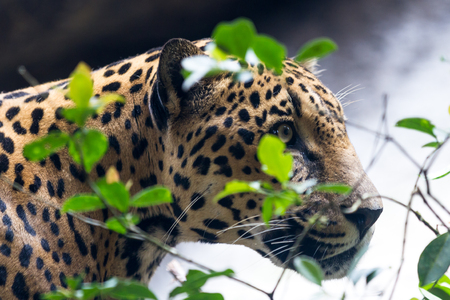 close up of a jaguar in a wildlife refuge in Costa Ricaの写真素材