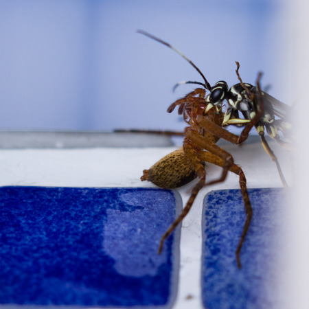 action shots of a spider wasp killing a spider by drowning it in a swimming pool in Costa Ricaの写真素材