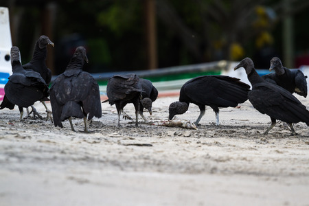 black vultures feeding on a fish near a small fishing village in the pacific coast of Panamaの写真素材