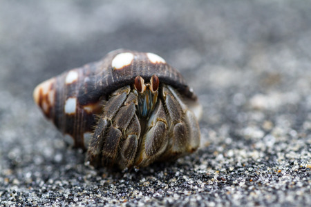 close up of a small hermit crab in a tropical Panamanian beachの写真素材