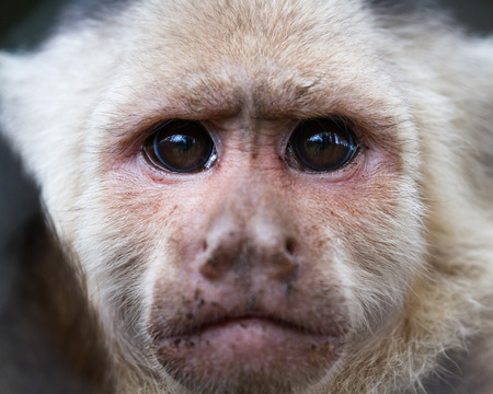 close up of the face of a white faced capuchin monkey in a zoo in Panamaの写真素材
