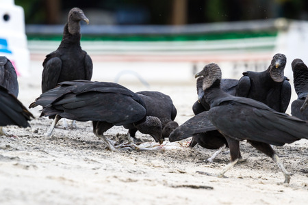 black vultures feeding on a fish near a small fishing village in the pacific coast of Panamaの写真素材