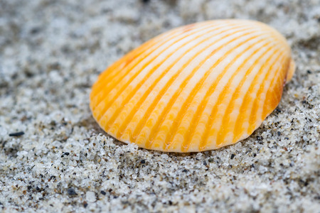 close up of a small colorful sea shell in a tropical Panamanian beachの写真素材