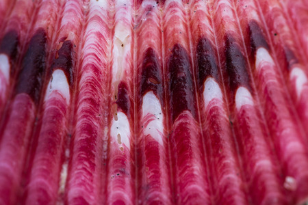 close up of a small colorful sea shell in a tropical Panamanian beachの写真素材