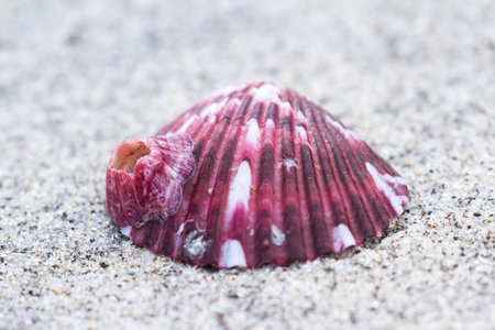 close up of a sea shell as on a sandy beach in tropical Panama