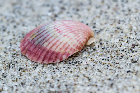 close up of a small colorful sea shell in a tropical Panamanian beachの写真素材