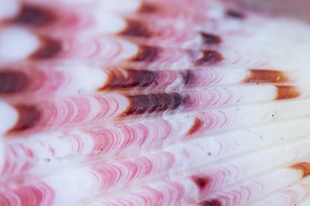 close up of a small colorful sea shell in a tropical Panamanian beachの写真素材