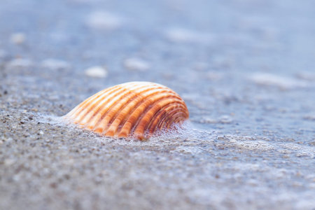 close up of a sea shell as on a sandy beach in tropical Panamaの写真素材