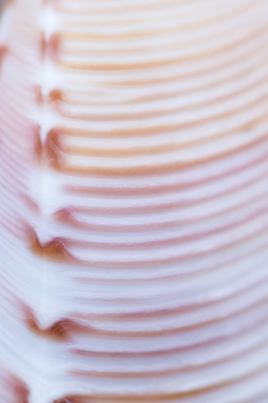 close up of a small colorful sea shell in a tropical Panamanian beachの写真素材