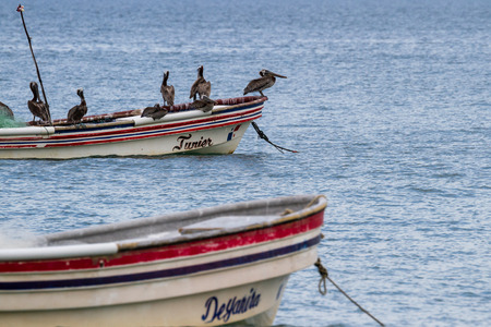 Santa Clara, Panama- June 12: Brown pelicans perched on a small fishing boat. June 12 2016, Santa Clara, Panama.のeditorial素材