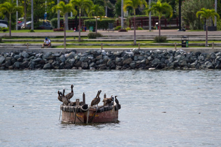 Panama City, Panama- June 08: Brown Pelicans perched on a small fishing boat in a protected bay. June 08 2016, Panama City, Panama.のeditorial素材