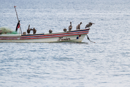 Santa Clara, Panama- June 12: Brown pelicans perched on a small fishing boat. June 12 2016, Santa Clara, Panama.のeditorial素材