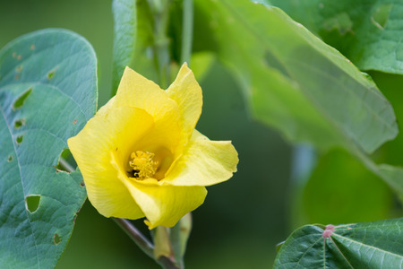 close up of a large yellow flower with a soft texture with a natural green backgroundのeditorial素材
