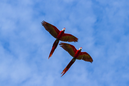 pair of scarlet macaws in flight with a blue sky backgroundの写真素材