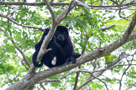 tropical scene with an adult male mantled howler up a tree in the Nicoya Peninsula in Costa Ricaの写真素材
