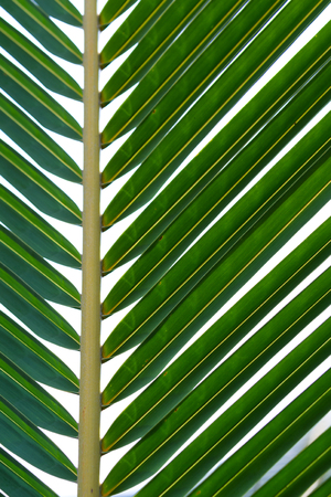 background or texture of a green tropical palm leafの写真素材