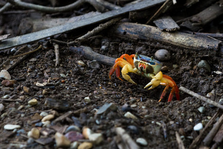view of a colorful crab with ranges and blues in a muddy section of the rain forest near the coastの写真素材
