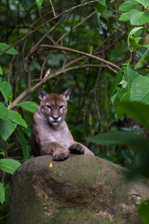 beautiful puma laying on a large rock in a tropical rainforest of Costa Rica