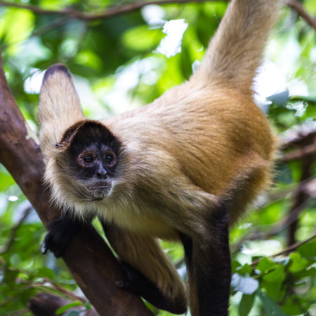 spider monkey hanging from a tree in a natural park in Costa Ricaの写真素材