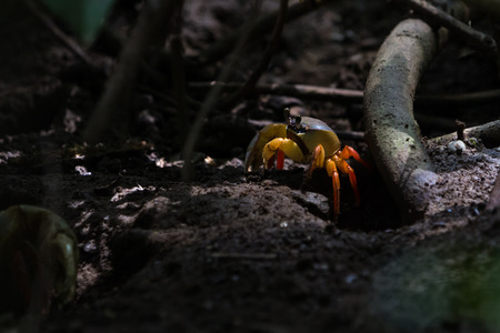 view of a colorful crab with ranges and blues in a muddy section of the rain forest near the coastの写真素材