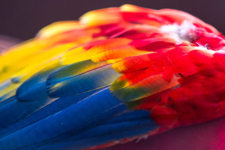 close up of a colorful scarlet macaw with beautiful feathersの写真素材