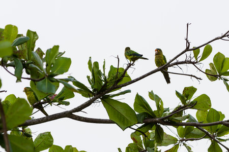 group of small green parakeets perched on a tree in Costa Rica