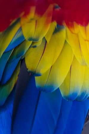background of vivid natural color in the feather of a scarlet macawの写真素材
