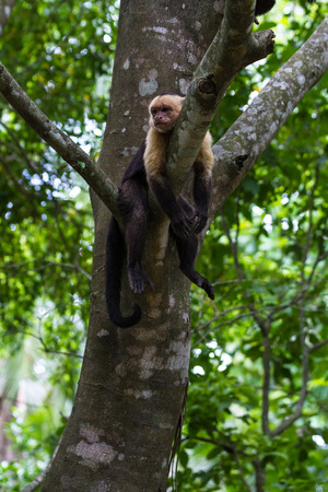 white faced monkeys relaxing on a tree in Costa Rica. Pura Vida.の写真素材