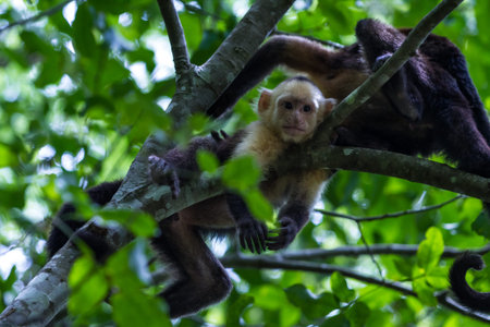 white faced monkeys relaxing on a tree in Costa Rica. Pura Vida.