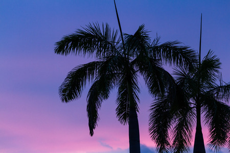 tight shot of palm trees with a beautiful colorful and glowing sky in the backgroundの写真素材