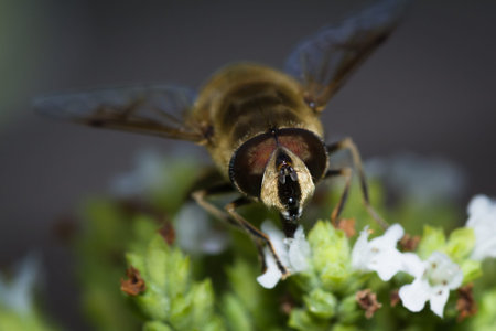 close up of a honey bee extracting nectar form the blooms on a oregano plant in an organic garden