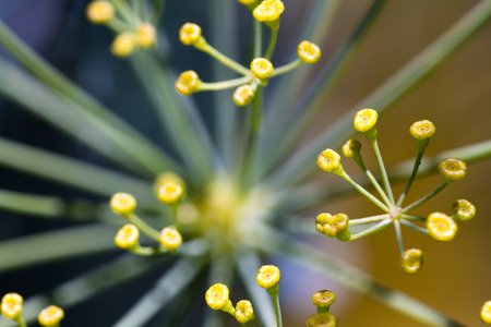 macro of the flowers or seed pockets on a dill plantの写真素材
