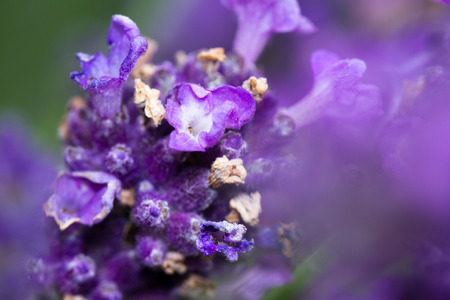 beautiful flowering lavender macro with a n out of focus natural backgroundの写真素材