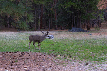 Adult male mule deer or buck feeding on green grass in the Yosemite Valleyの写真素材