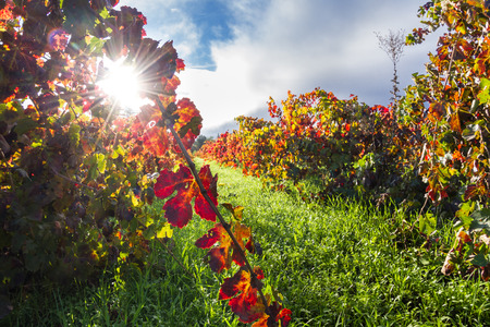 colorful autumn vineyard in Calistoga California early morning with the sun breaking thru the fog in the backgroundの写真素材
