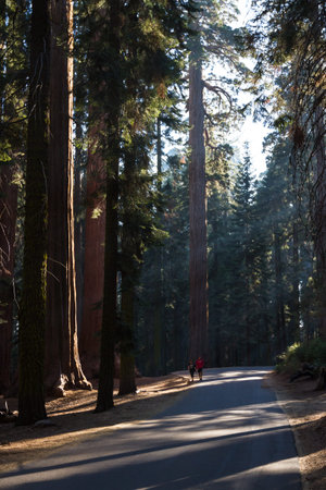 Sequoia NP, California - November 14: Couple walking on the road with giant trees in the back and...